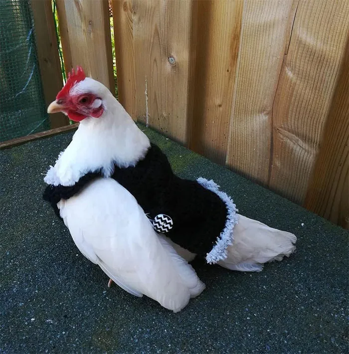 37 Chickens Ready For Fall With Their Little Knitted Outfits
