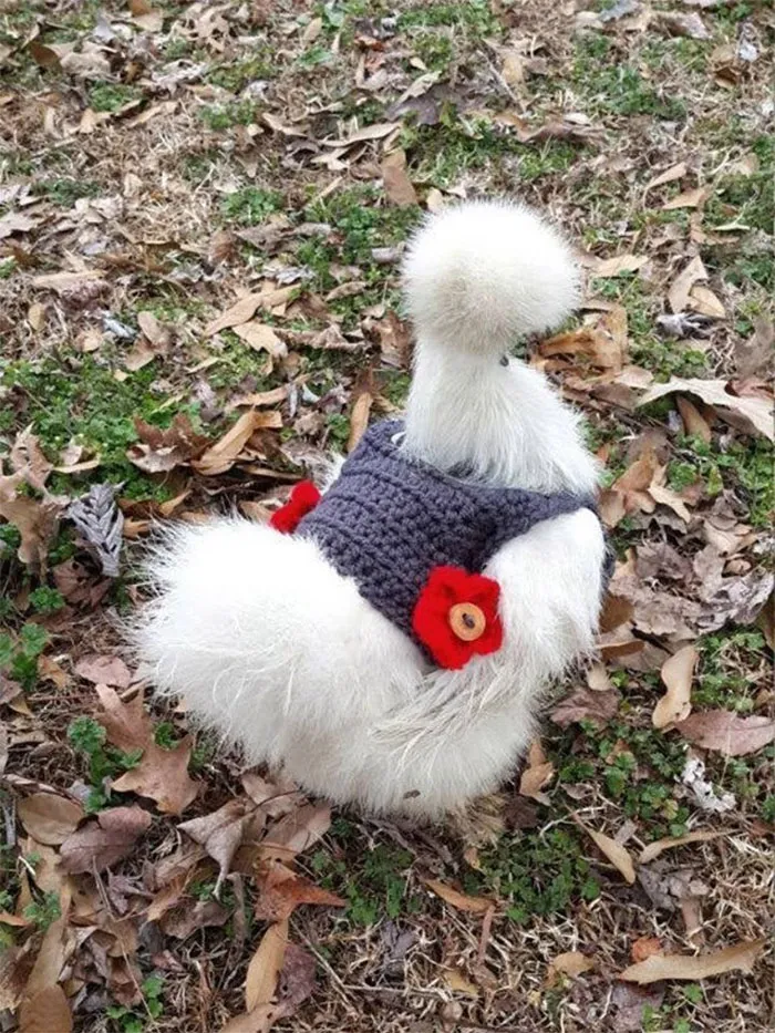 37 Chickens Ready For Fall With Their Little Knitted Outfits