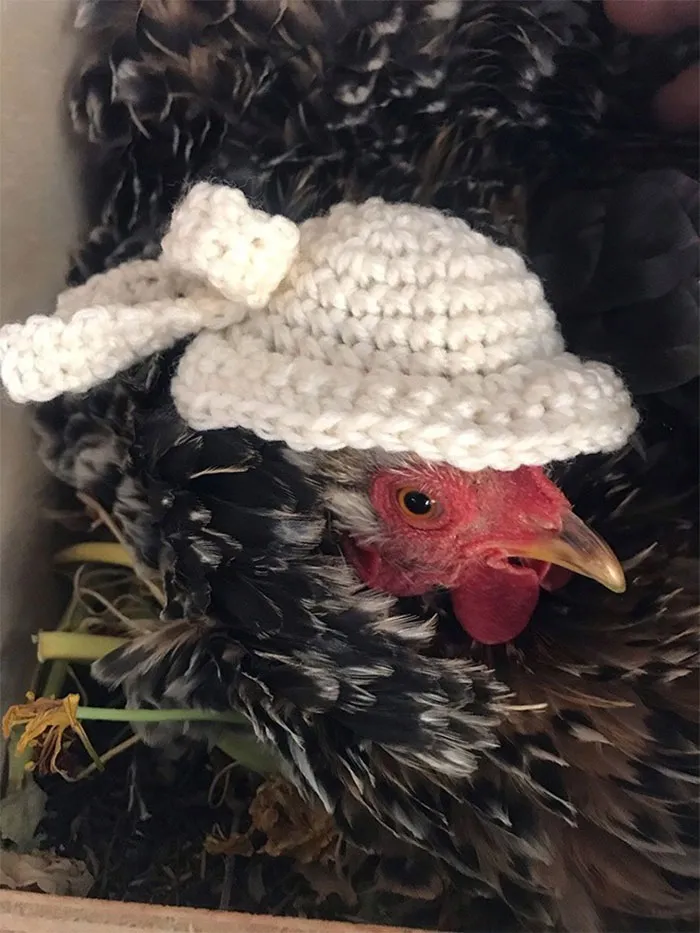 37 Chickens Ready For Fall With Their Little Knitted Outfits