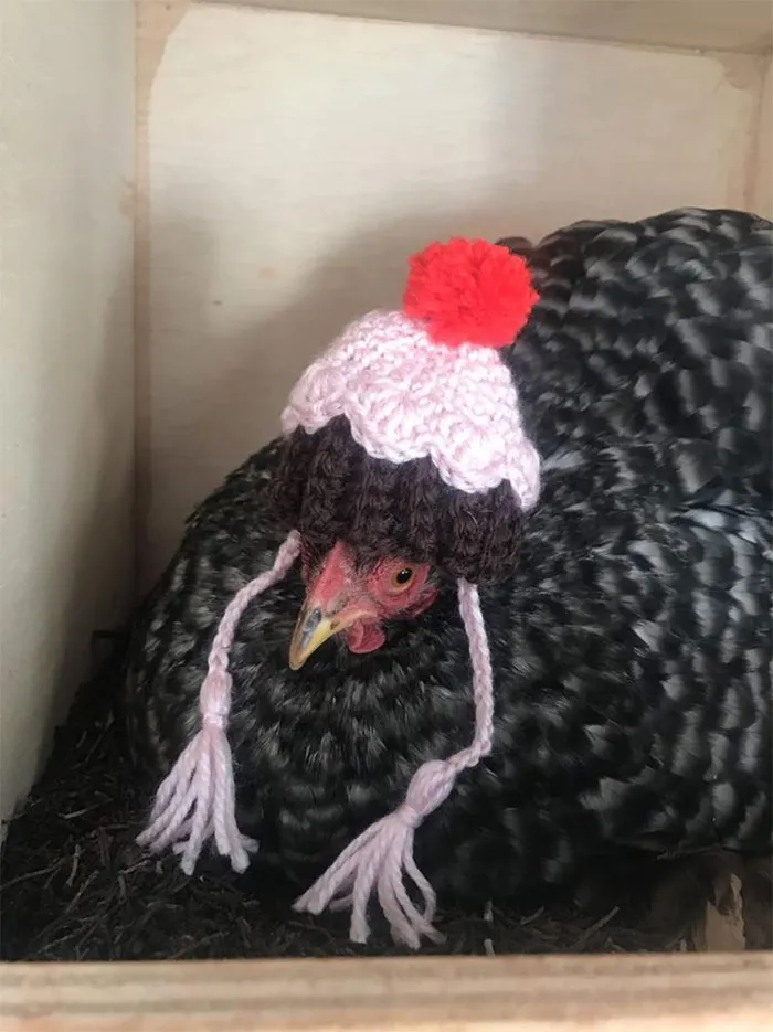 37 Chickens Ready For Fall With Their Little Knitted Outfits