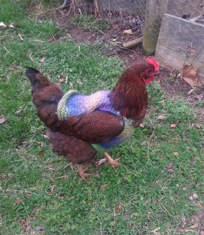 37 Chickens Ready For Fall With Their Little Knitted Outfits