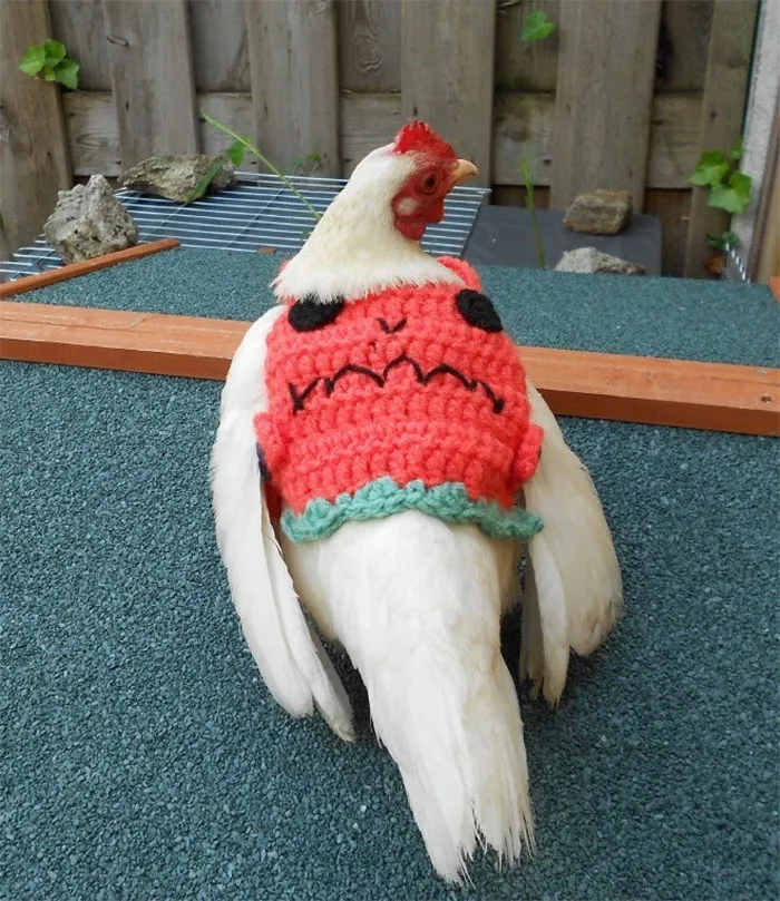 37 Chickens Ready For Fall With Their Little Knitted Outfits