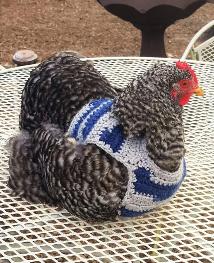 37 Chickens Ready For Fall With Their Little Knitted Outfits