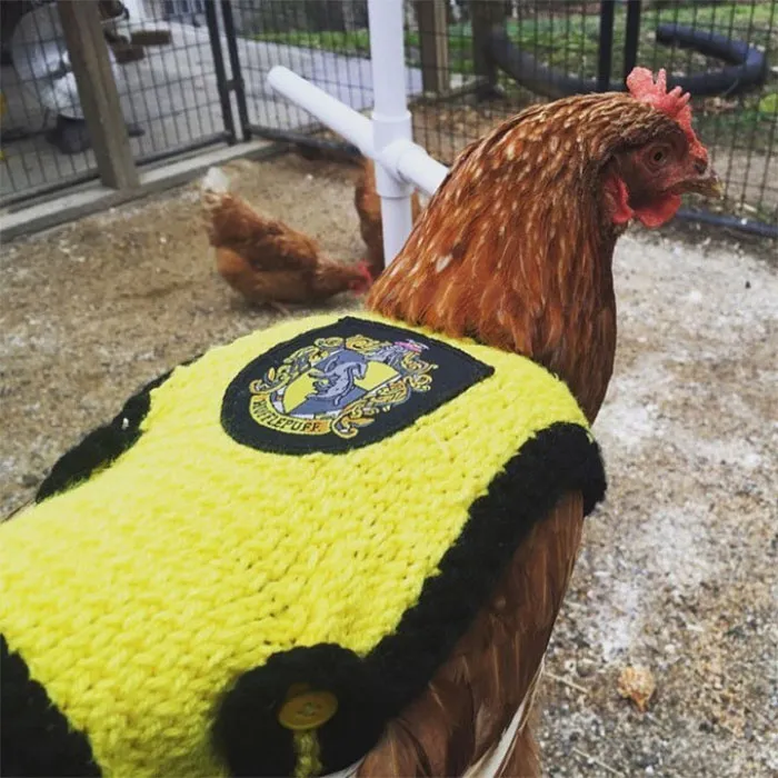 37 Chickens Ready For Fall With Their Little Knitted Outfits