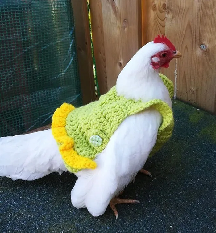 37 Chickens Ready For Fall With Their Little Knitted Outfits