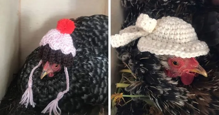 37 Chickens Ready For Fall With Their Little Knitted Outfits