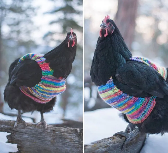 37 Chickens Ready For Fall With Their Little Knitted Outfits