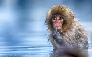 39 Of The Funniest Entries From The 2019 Comedy Wildlife Photography Awards