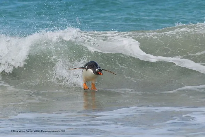 Surfing South Atlantic Style