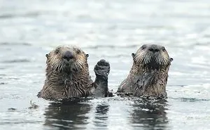 39 Of The Funniest Entries From The 2019 Comedy Wildlife Photography Awards