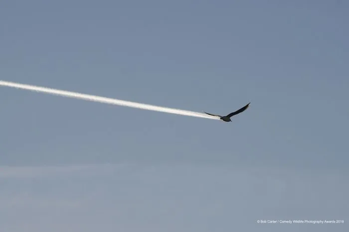 ¿Es un pájaro, es un avión?