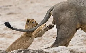 39 Of The Funniest Entries From The 2019 Comedy Wildlife Photography Awards