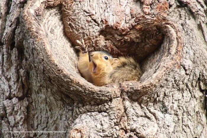 Who Would Like A Peanut? Squirrels At The University Of Michigan
