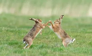 39 Of The Funniest Entries From The 2019 Comedy Wildlife Photography Awards