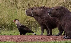 39 Of The Funniest Entries From The 2019 Comedy Wildlife Photography Awards