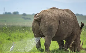 39 Of The Funniest Entries From The 2019 Comedy Wildlife Photography Awards