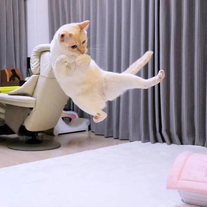 This "Dancing" Cat From Japan Has Some Serious Moves