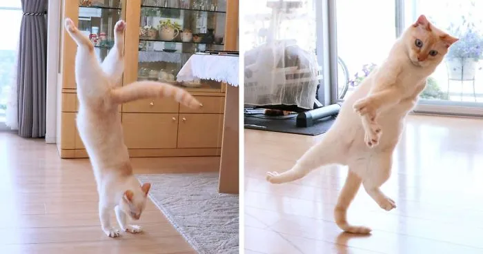 This "Dancing" Cat From Japan Has Some Serious Moves