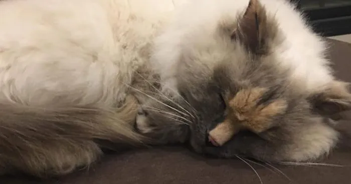 This Cat Can't Get A Home Because Of Her Facial Markings
