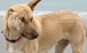 After Being Shot 17 Times, A Pregnant Dog Survives, Finds Forever Home, And Becomes A Registered Therapy Dog