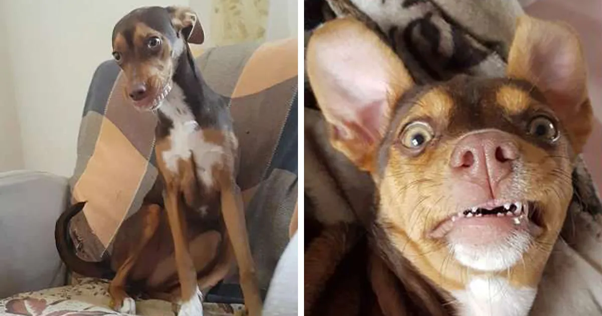 Esta familia pasó horas buscando la dentadura perdida de la abuela, hasta que la encontraron en la boca del perro