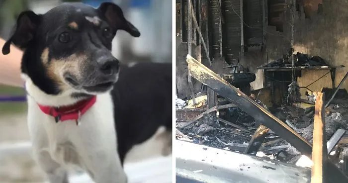 Hero Dog Sacrifices Himself To Save His Entire Family From Fire