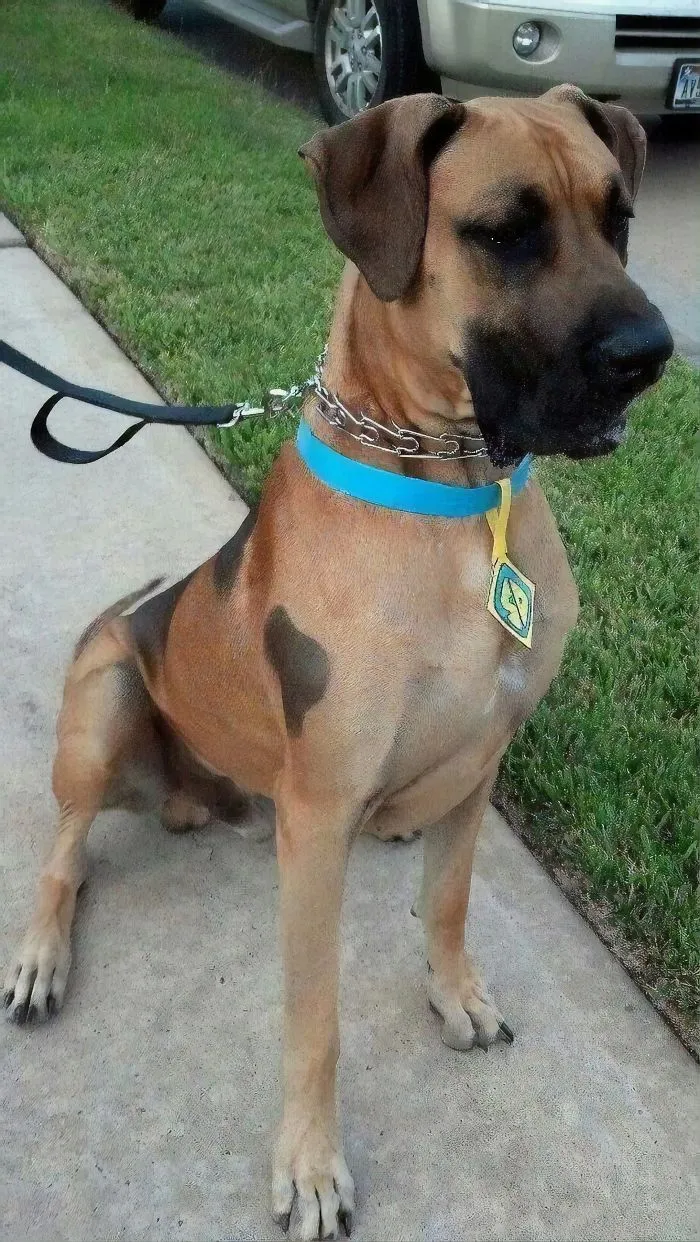 24 Scooby-Doo Lookalikes Just In Time For The Show's 50 Year Anniversary