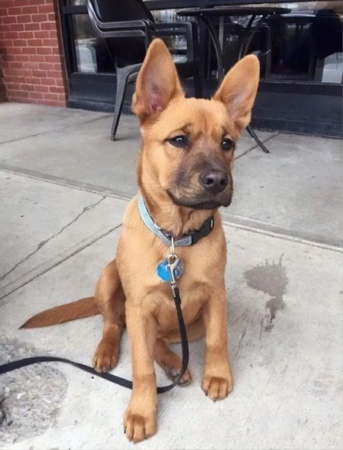 24 Scooby-Doo Lookalikes Just In Time For The Show's 50 Year Anniversary