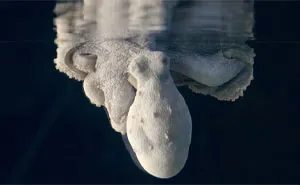 Someone Films This Octopus Changing Colors While Dreaming And It's Spectacular