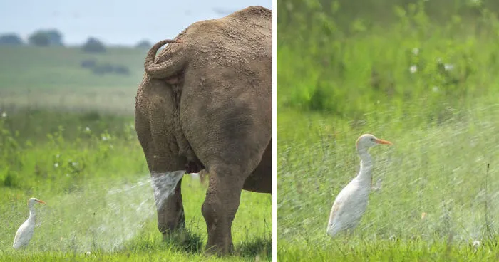39 De las fotos más divertidas de los Premios de fotografía Comedy Wildlife de 2019