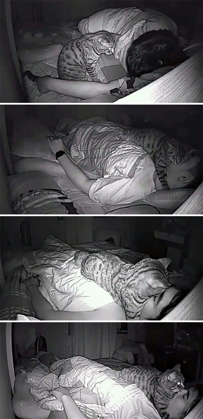 Man Set Up Camera To Record What His Cat Does At Night