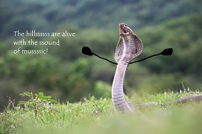 The Hills Are Alive With The Sound Of Music!