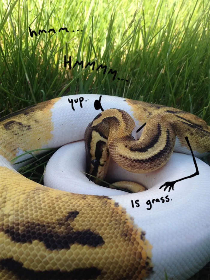 Yup, It's Grass