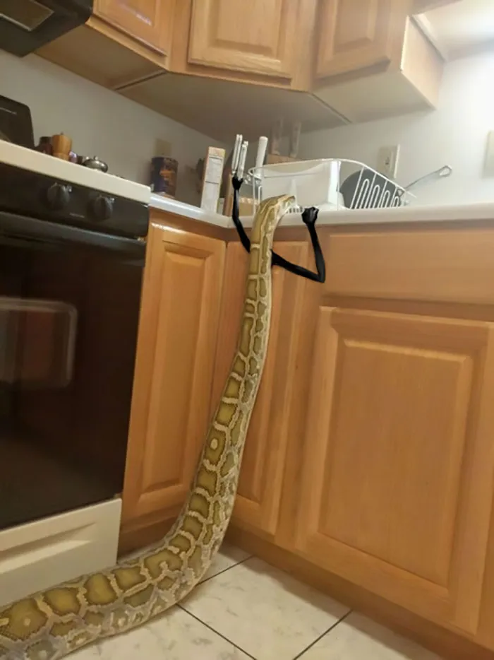 Oh Snoot, She’s Got A Knife! Run!