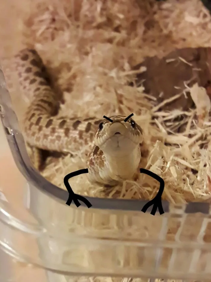 What Ya Lookin At?