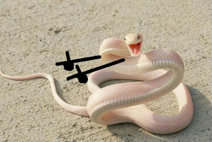Hey, Gurl
