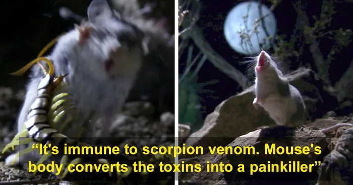 Meet The Most Hardcore Mice You’ve Ever Seen That Hunt Scorpions And Howl At The Moon