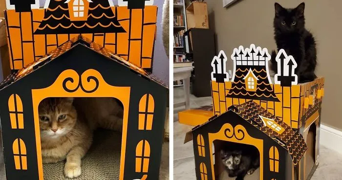 Target Sells Mini Haunted Houses For Cats And They're Purrfect For Halloween