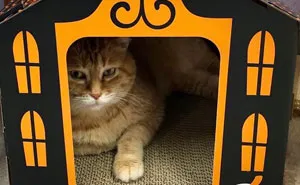 Estas minicasas encantadas para gatos se venden en Target y son perfectas para Halloween