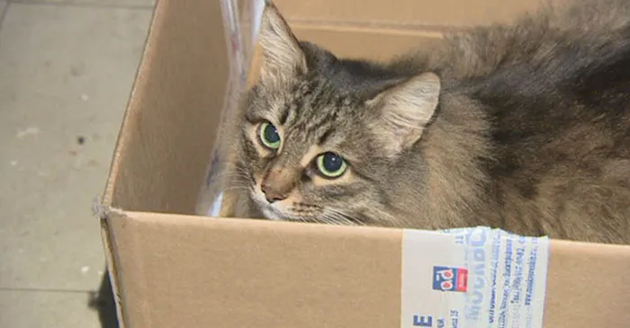 Masha, The Cat Who Kept An Abandoned Baby Safe And Warm And Meowed For People's Attention
