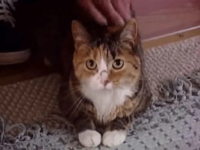 Tiger, A Kitty Who Saved Her 97-Year-Old Owner From 4 Pit Bulls