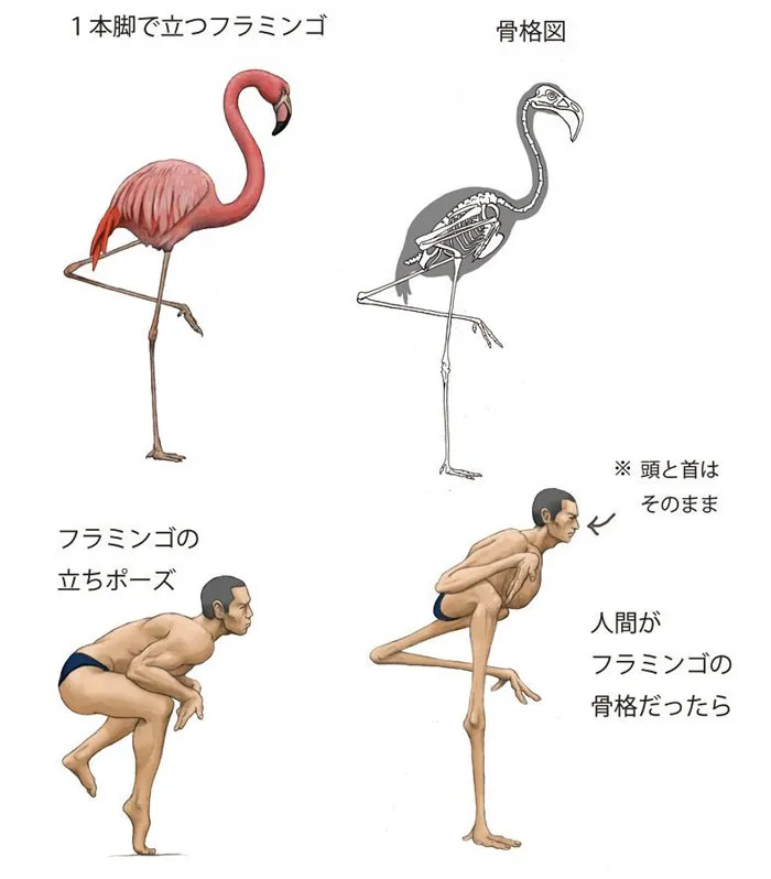 Japanese Illustrator Shows How Humans Would Look If We Had Various Animals' Bone Structures (14 Pics)