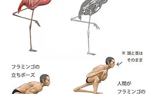 Japanese Illustrator Shows How Humans Would Look If We Had Various Animals' Bone Structures (14 Pics)