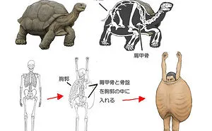 Japanese Illustrator Shows How Humans Would Look If We Had Various Animals' Bone Structures (14 Pics)