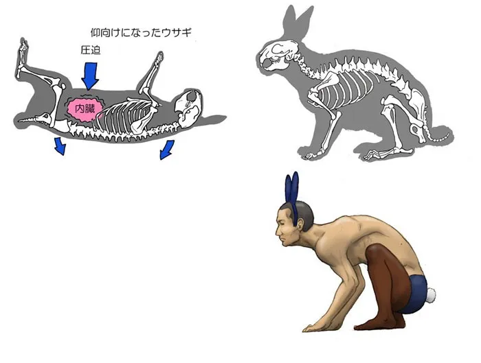 Japanese Illustrator Shows How Humans Would Look If We Had Various Animals' Bone Structures (14 Pics)