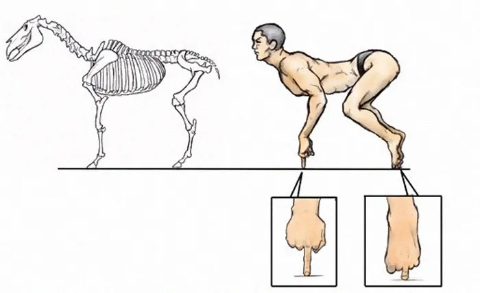 Japanese Illustrator Shows How Humans Would Look If We Had Various Animals' Bone Structures (14 Pics)