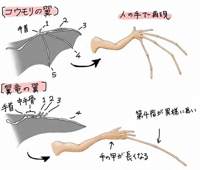 Japanese Illustrator Shows How Humans Would Look If We Had Various Animals' Bone Structures (14 Pics)