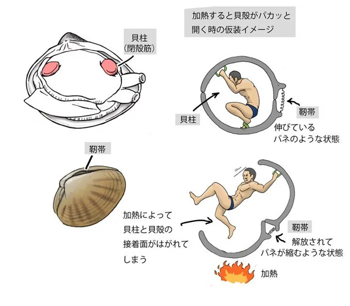 Japanese Illustrator Shows How Humans Would Look If We Had Various Animals' Bone Structures (14 Pics)