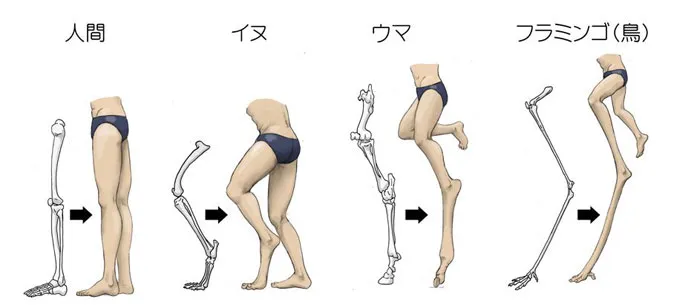 Japanese Illustrator Shows How Humans Would Look If We Had Various Animals' Bone Structures (14 Pics)