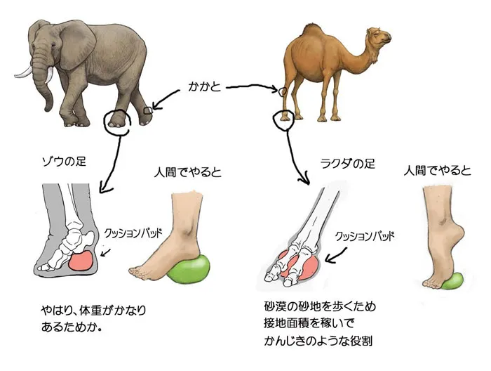Japanese Illustrator Shows How Humans Would Look If We Had Various Animals' Bone Structures (14 Pics)